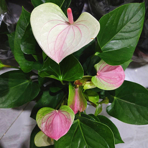 进口梦幻红掌植物盆栽室内大盆植株土培水培白掌花四季开花包邮