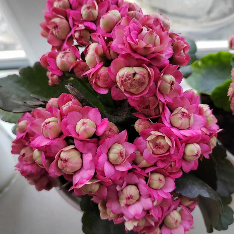 婉婉的花园长寿花盆栽重瓣大花巴黎带花苞进口稀有新品种唐卡吉他