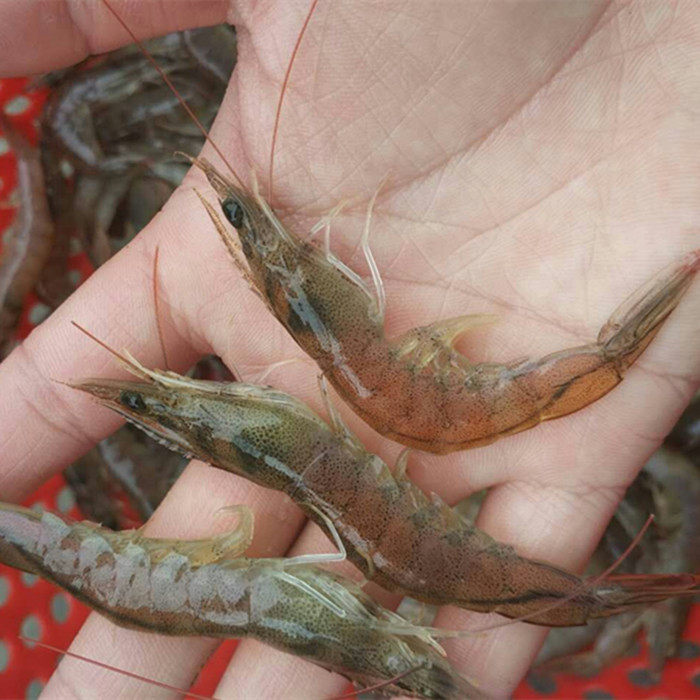 8厘米小对虾白刺基围虾鲜活海鲜冷冻水产新鲜活冻速冻冰冻冻虾