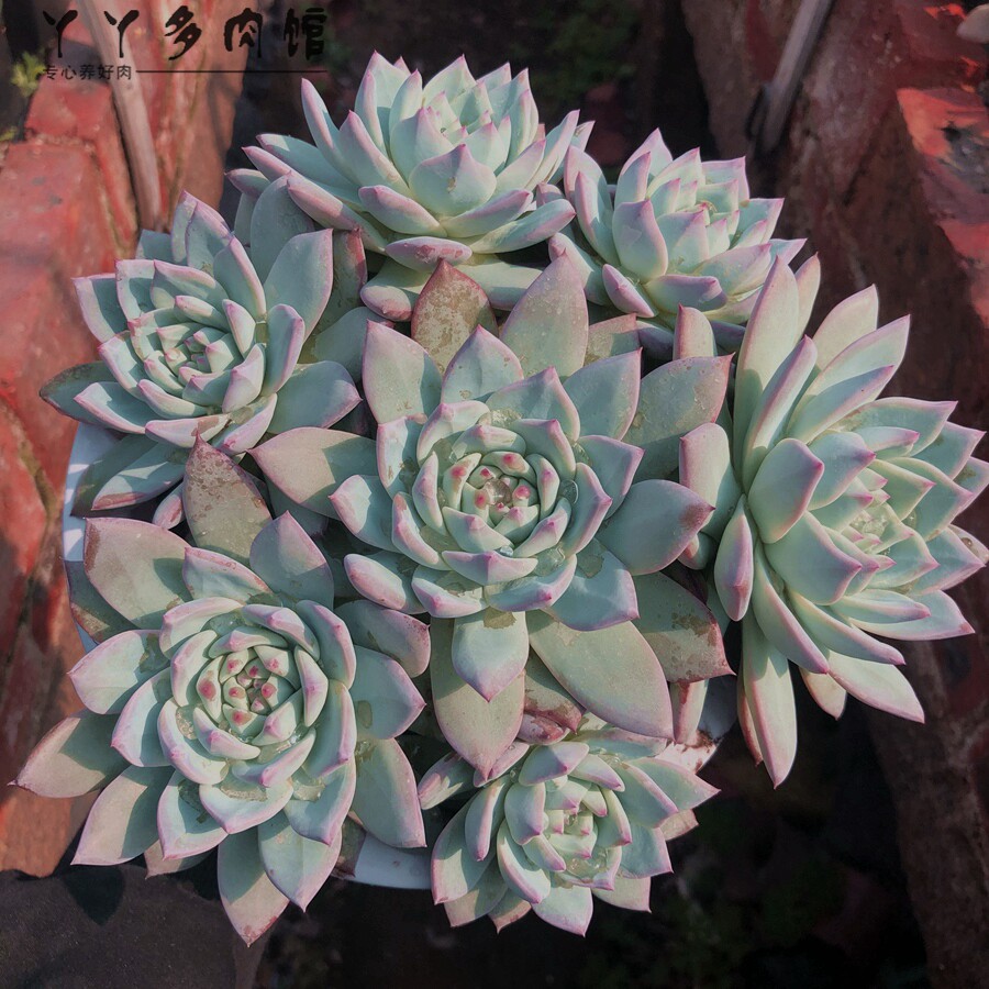 厚叶蓝鸟多头群生老桩粉蓝鸟精品多肉植物办公室阳台绿植盆栽