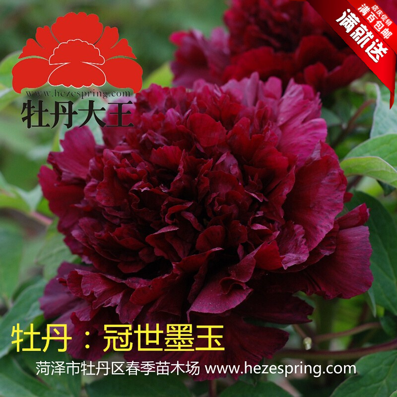 牡丹大王冠世墨玉正宗多层重瓣庭院盆栽菏泽牡丹秋季发货