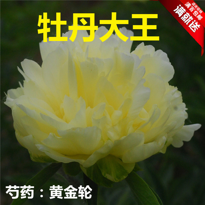牡丹大王 黄芍药 黄金轮 正宗黄色重瓣庭院盆栽 菏泽花2021秋发货