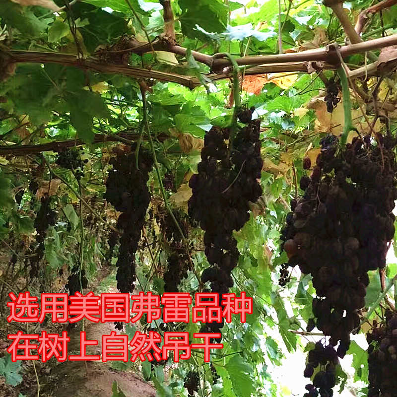 無添加吊幹黑葡萄幹原生態純天然無核500克吐魯番特産有機葡萄幹在類目 零食/堅果/特產, 蜜餞/棗類/梅/果乾, 葡萄乾中 - 來自Buy2taobao.com提供專業的淘寶代購服務