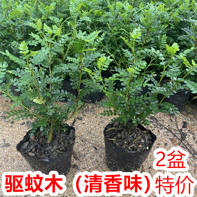 清香胡椒木盆栽防驱蚊草植物室内四季好养小绿植盆景客厅净化空气