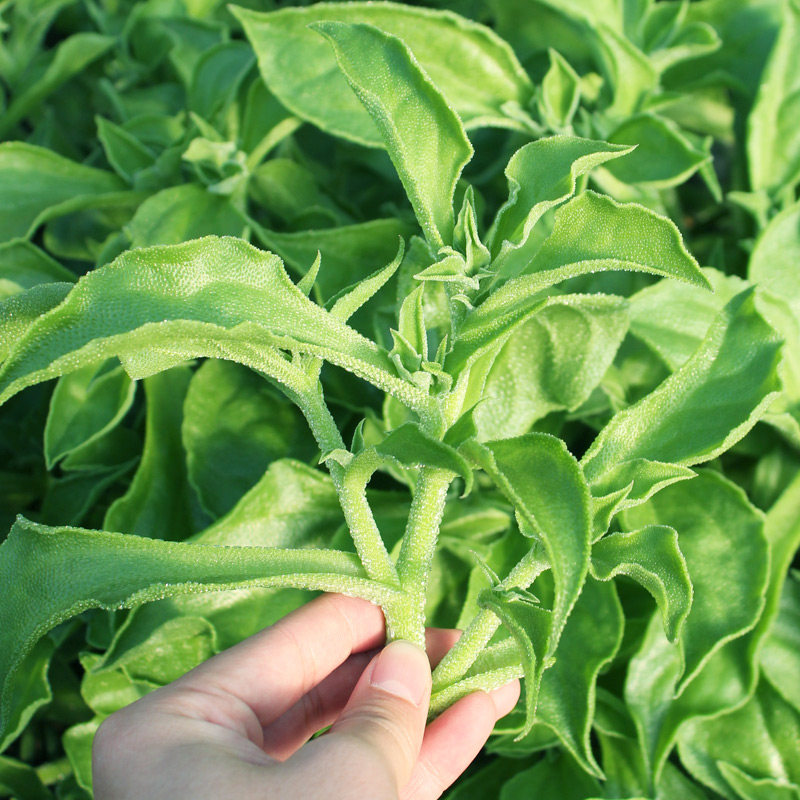 非洲冰草水晶冰菜种子种籽苗秧蔬菜南方种四季菜苗籽种盆栽孑菜籽