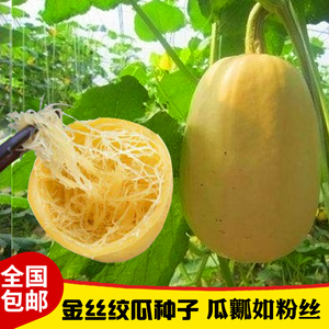 金丝绞瓜天然粉丝图片
