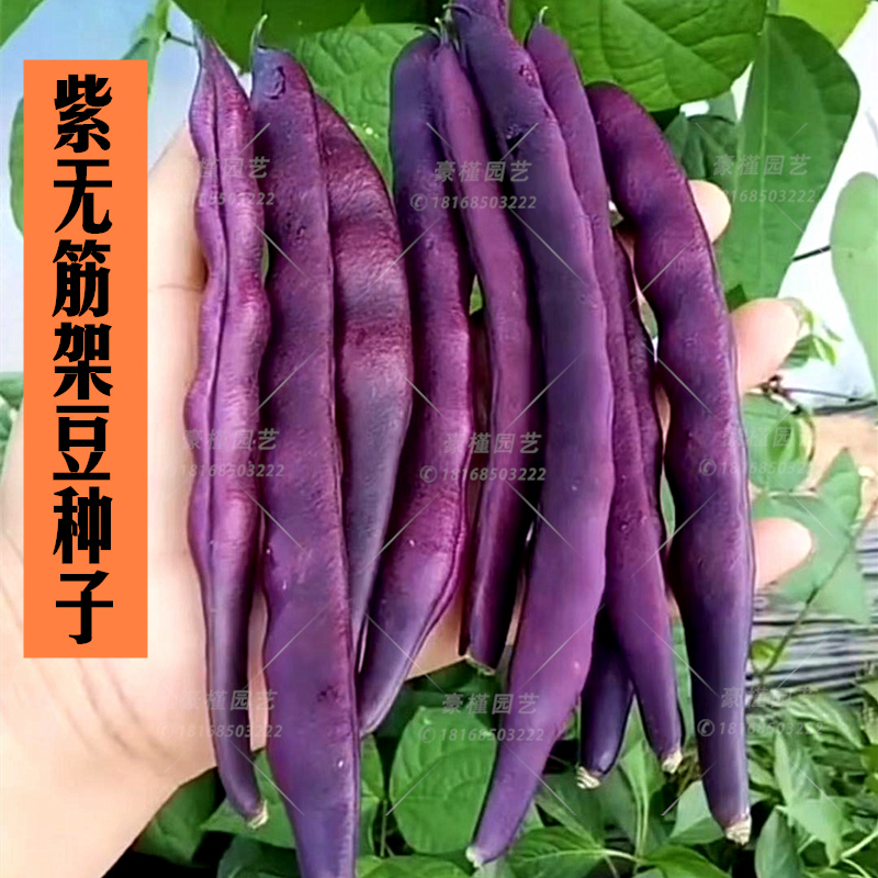 紫四季豆种子豆芸无筋红豆角眉豆豇豆籽春秋播种阳台盆栽蔬菜种孑