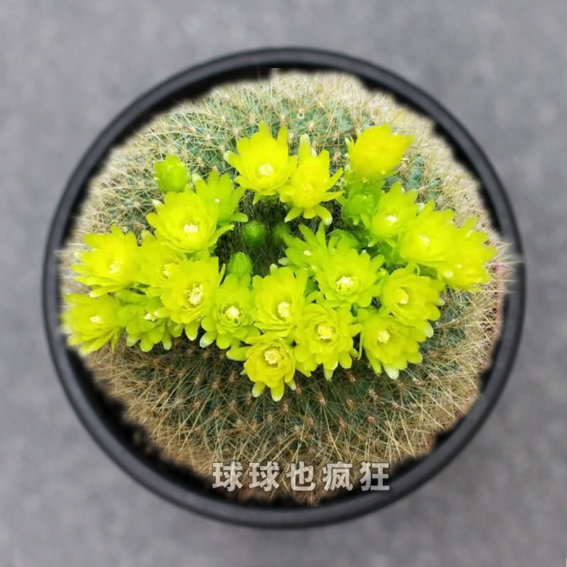 球球也疯狂 黄雪光青雪光 南国玉属 易开花绿花实生仙人球 防辐射