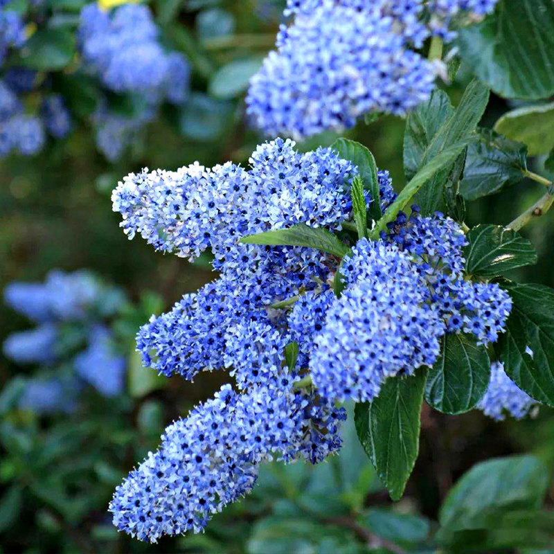 盆栽多年生花园灌木蓝色茶花美洲茶65券后价68天猫价0已售出券3元进口