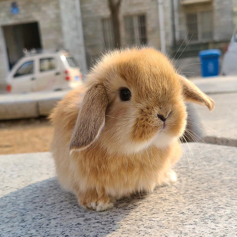 迷你宠物活体大额优惠券