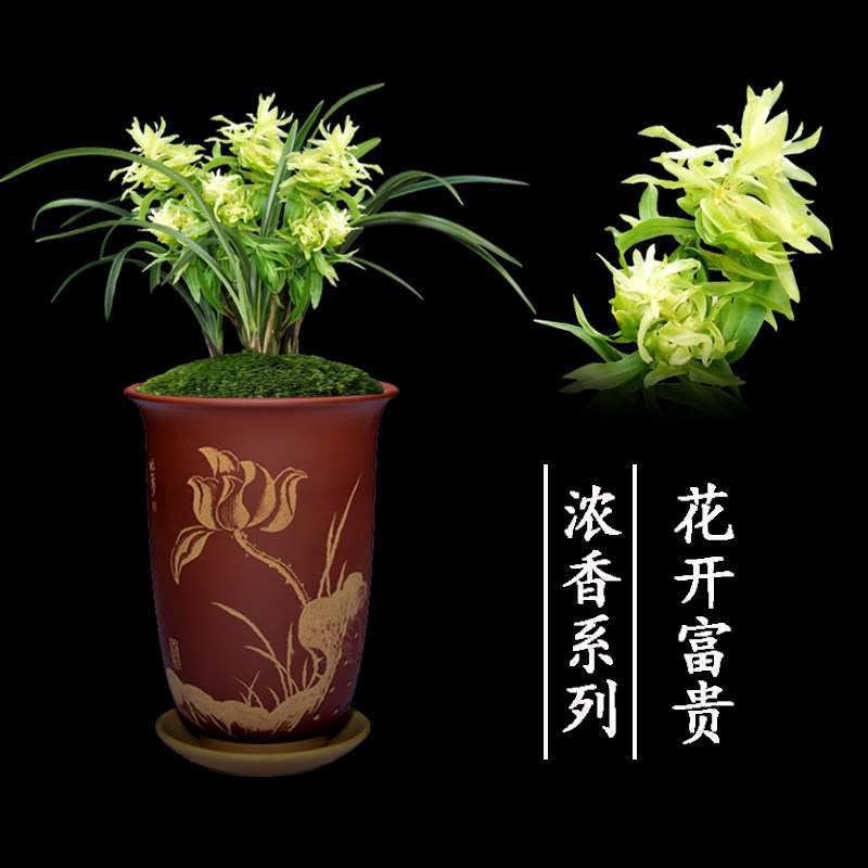 兰花盆栽植物室内春兰花开富贵无花苞浓香好养客厅名贵极品兰花苗