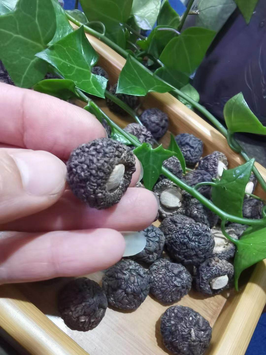 精品厚肉珍珠菇250g特小黑面香菇金钱菇剪脚干货云南食用香浓蘑菇