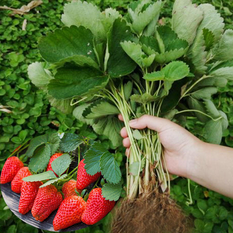 脱毒四季草莓苗南北方阳台种植果树苗奶油草莓种苗秧盆栽当年结果