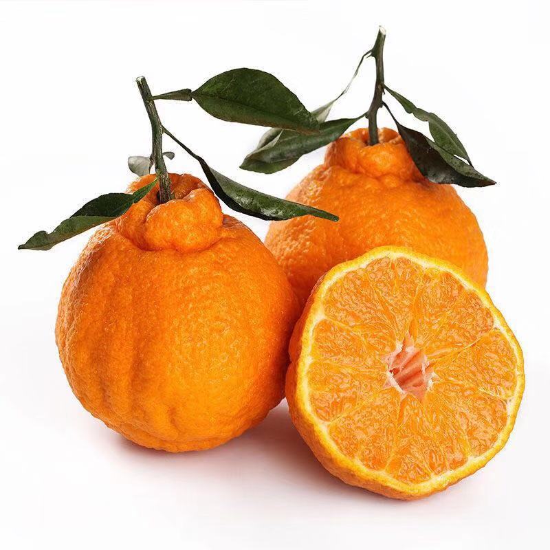 正宗丑橘的特点图片图片