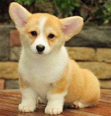 活狗狗幼犬小型家养大额优惠券