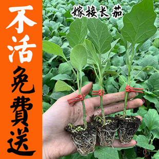 嫁接大龙长茄子苗子黑圆线茄苗大龙长茄种苗阳台盆栽蔬菜苗种子