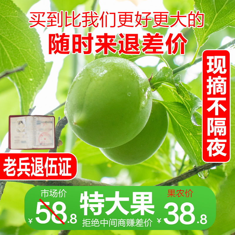 精品特大果青梅鲜果诏安青竹梅现摘泡