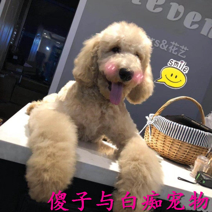 纯种巨型红色白色灰色泰迪贵宾幼犬狗狗泰坦犬大型泰迪