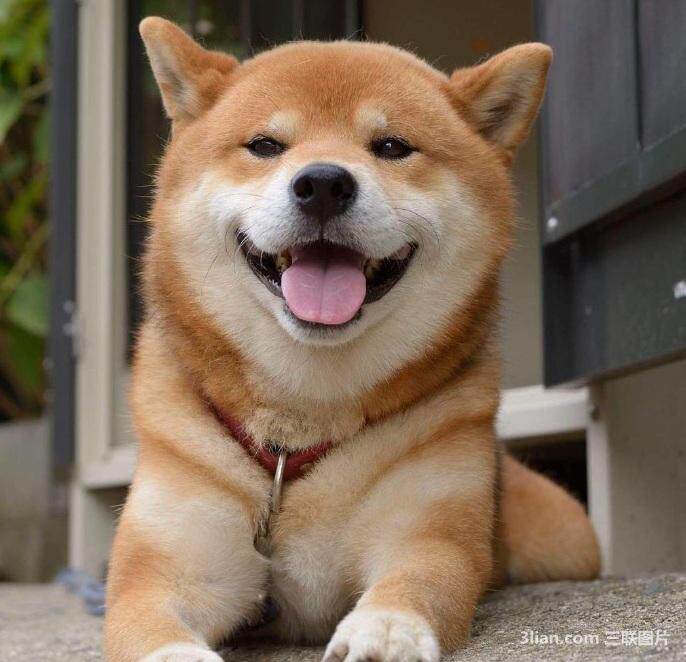 香港纯种幼犬活体黑柴日系赤柴犬幼崽正宗日本柴犬家养小型宠物狗