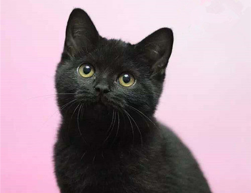 黑猫孟买猫小黑豹纯种活体幼猫玄猫宠物猫活猫咪