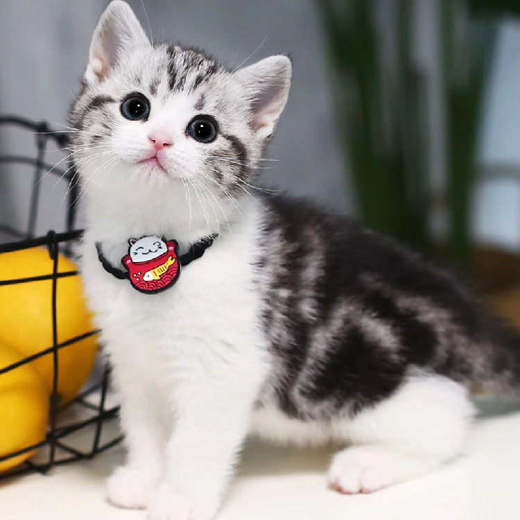 美短起司拿破仑矮脚短腿猫折耳纯种小型猫咪活物幼体宠物猫