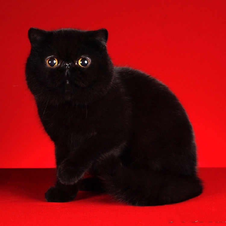 加菲猫纯黑宠物猫幼猫纯黑纯白红虎斑加菲猫