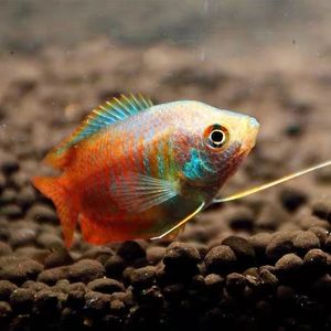 丽丽鱼曼龙鱼活体观赏鱼小型热带鱼淡水观赏鱼练手鱼不打氧鱼