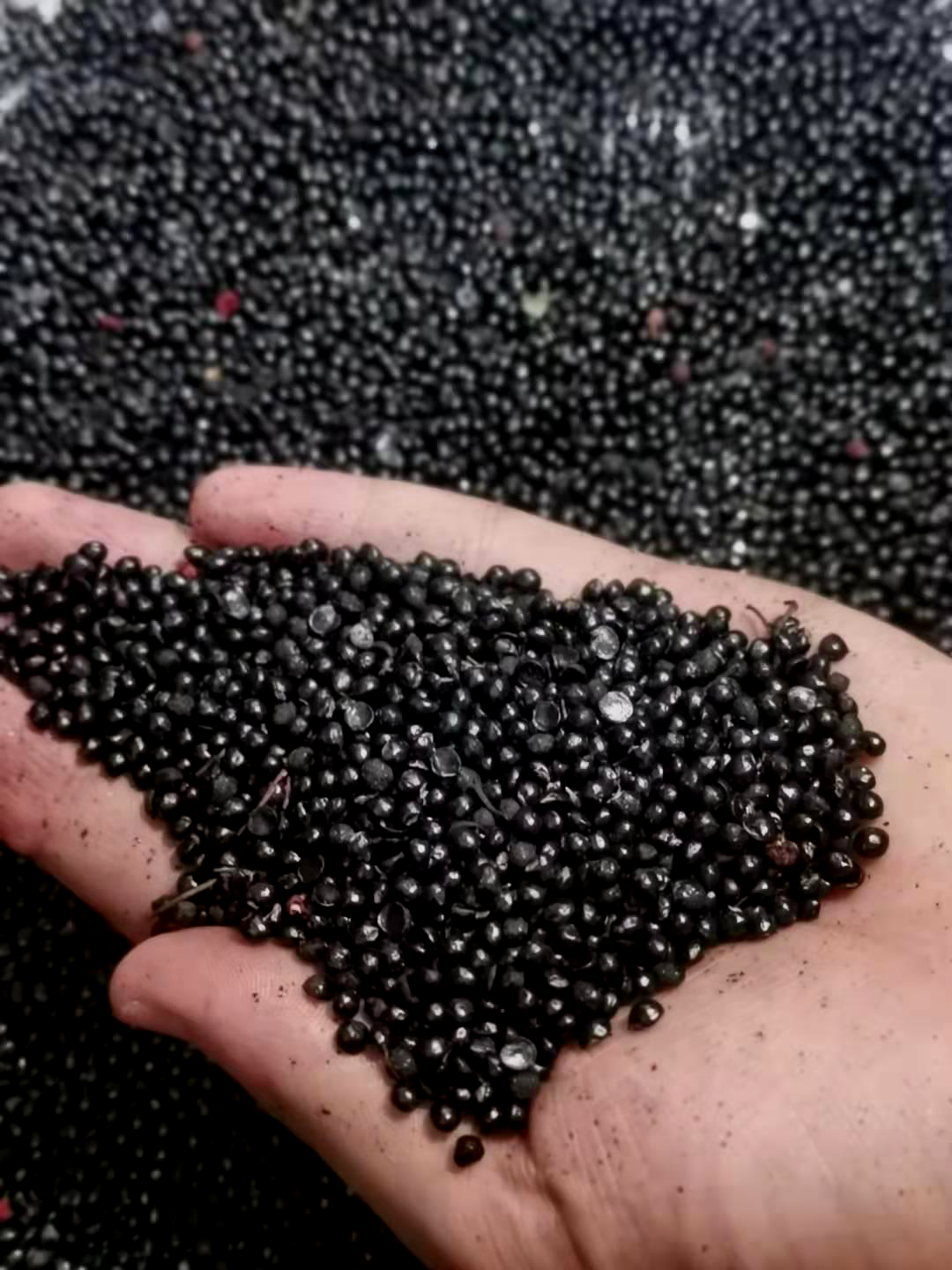 四川汉源花椒籽泡脚用正路椒麻椒种子育苗榨油喂鸽子1000g花椒目