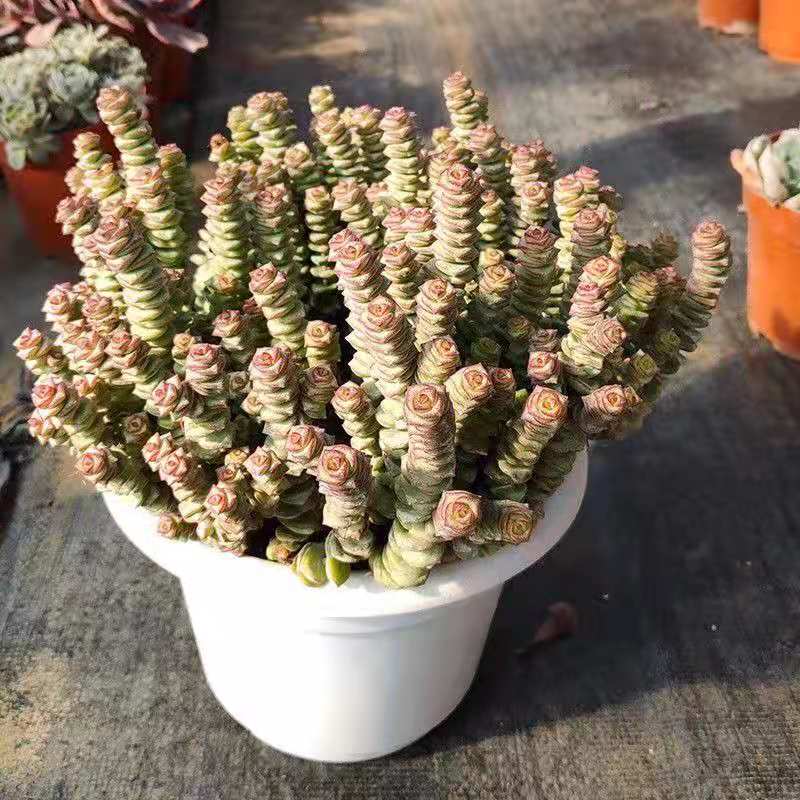 钱串子彩色钱串多肉植物超大盆栽 招财进宝阳台室内群生肉肉花卉