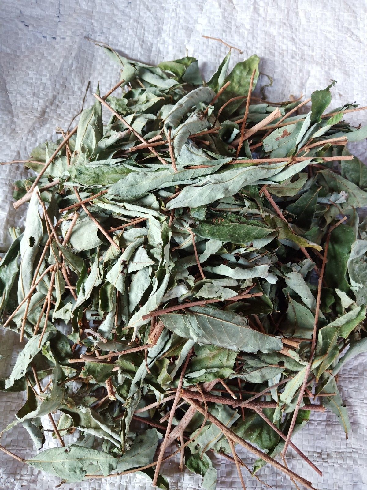 野生中药材算盘子叶/馒头叶/漆大姑/漆大伯/野南瓜树叶500克包邮