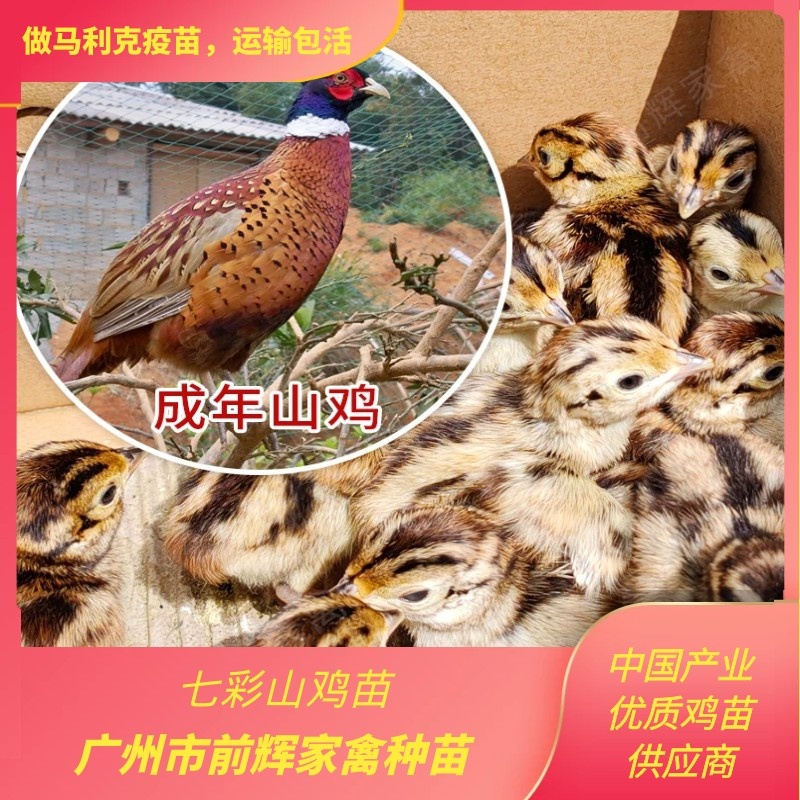 广州孵化厂家鲜活小山鸡苗出壳七彩野山鸡苗运输包活提供养殖技术