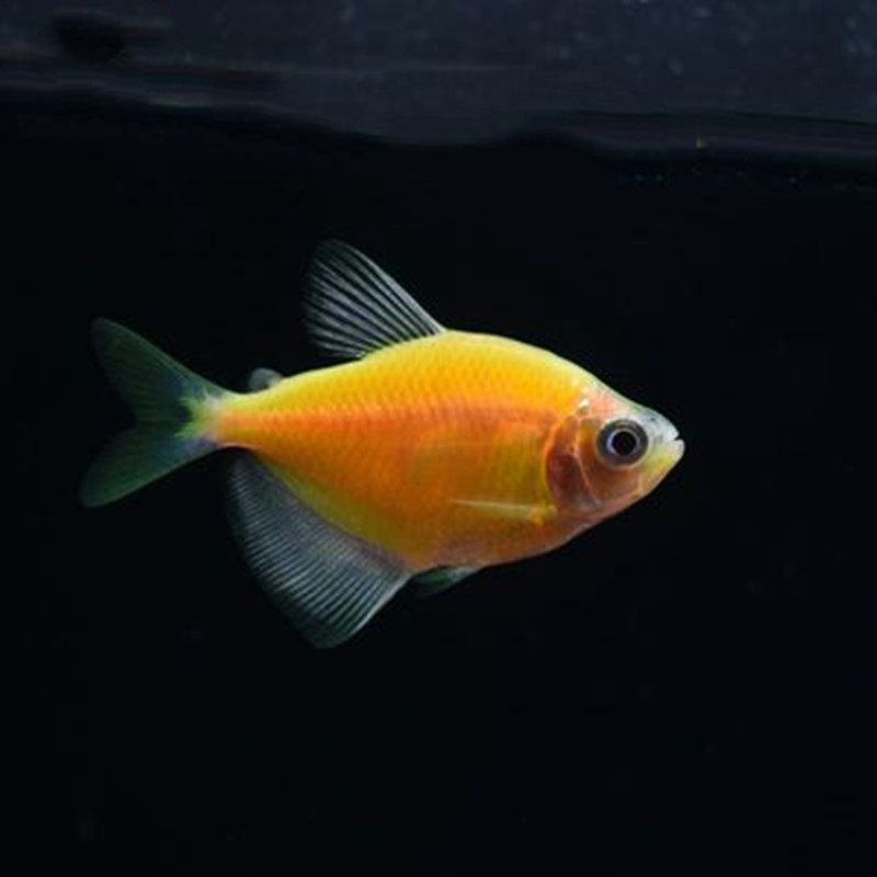 黄柠檬天使鱼活体群游小型鱼草缸热带鱼观赏鱼活体渔场直销