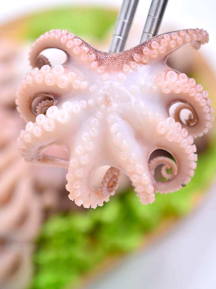 章鱼活体 迷你_春节年货八爪鱼海鲜迷你八爪鱼鲜活小章鱼活体八带鱼