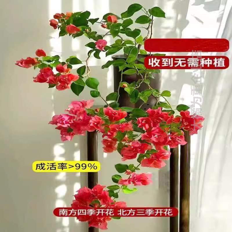 爬藤老桩垂丝勤花庭院重瓣开花植物%四季新品带花耐寒盆栽三角梅