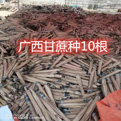 10根每根3到5芽广西黑皮甘蔗种子水果甘蔗种苗种植种籽红皮紫皮苗