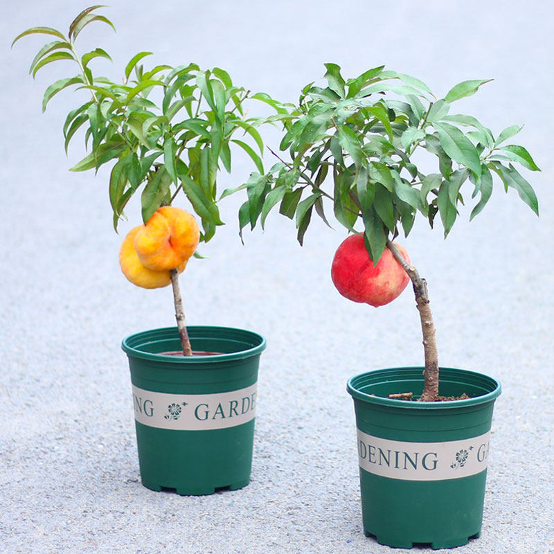 特价黄桃苗_嫁接桃树苗盆栽地栽桃子黄桃 阳山水蜜桃树苗南北方种植