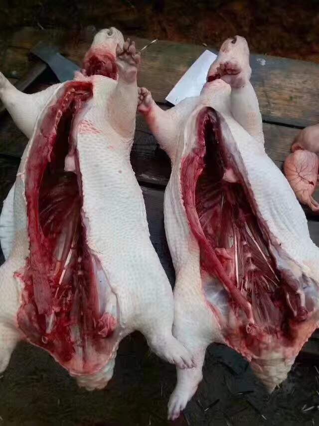 魔王松鼠活体 豪猪_新货新鲜净豪猪肉鲜活现杀豪猪活体深山整只桂林