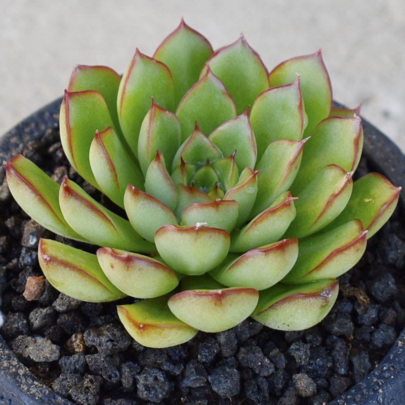 梦幻天使新款多肉植物精品红色多肉新手组合盆栽办公室内绿植花卉