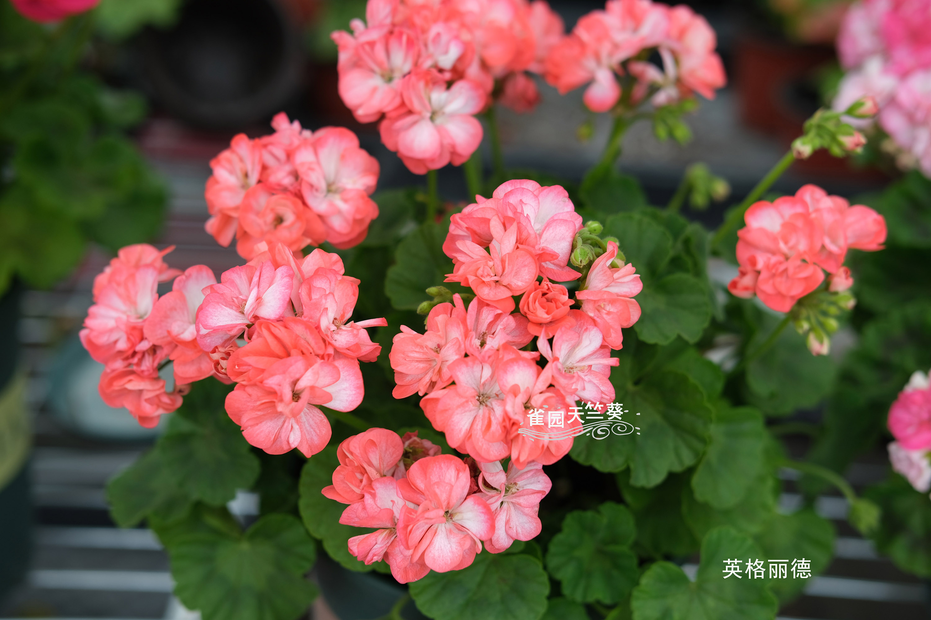 分别在春季和秋季,少数品种一年四季都可开花天竺葵的花期在每年5～7