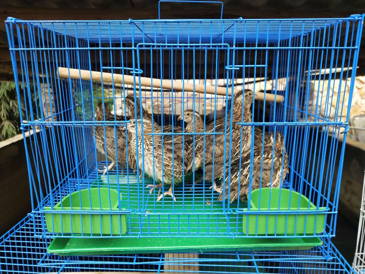 家用鹌鹑笼下蛋鹌鹑笼养殖鸟笼鹌鹑笼子鸟笼子