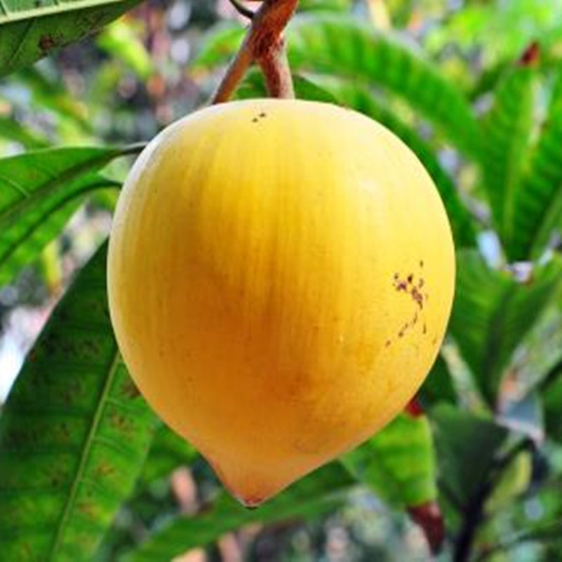 一折蛋黄果新鲜