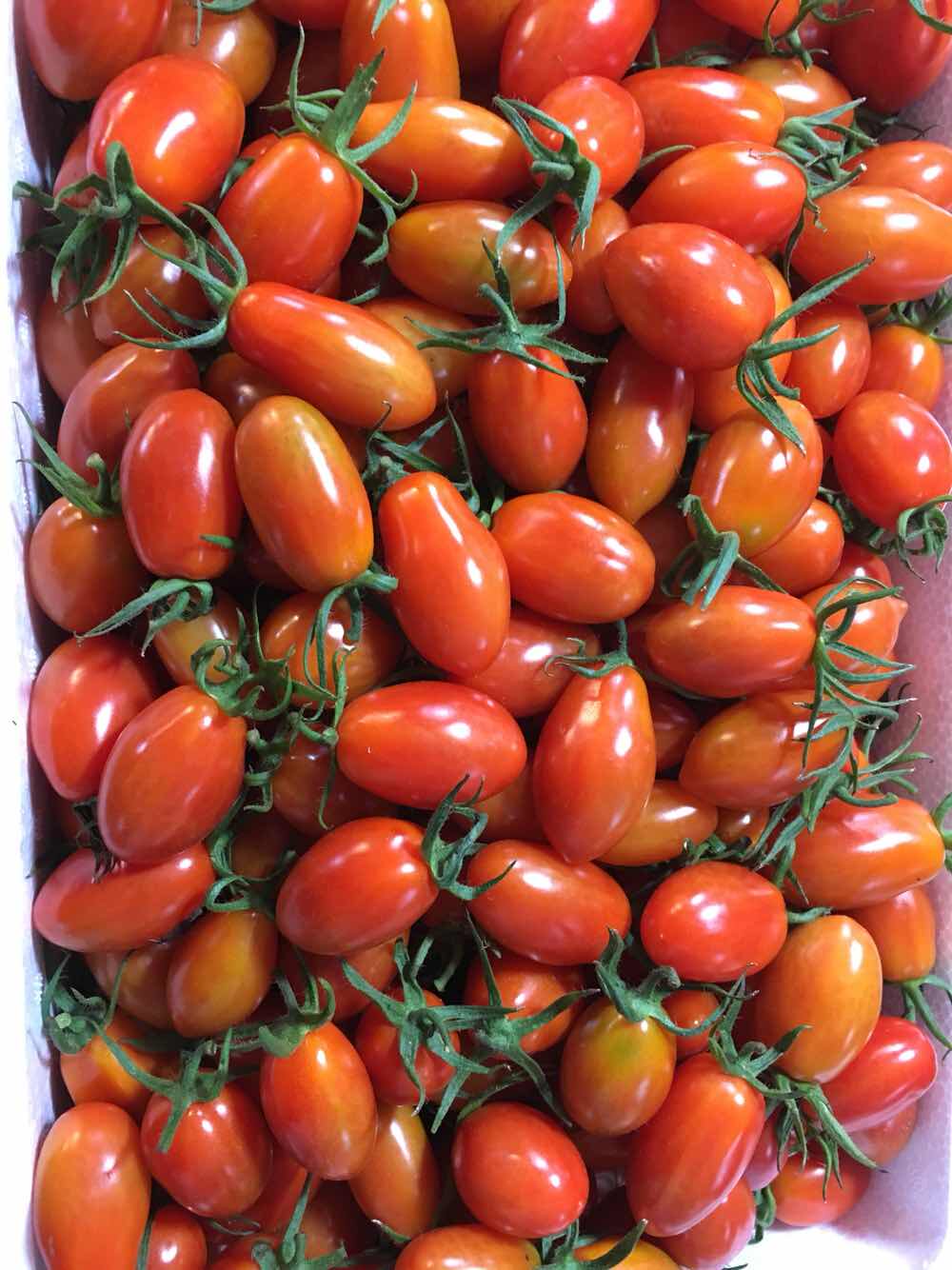 (今日10折)5斤东北丹东东港特产409小柿子牛奶小柿子圣女果水果柿子草