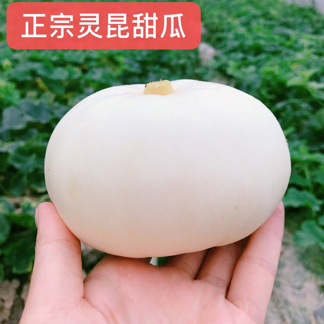 5斤温州甜瓜 灵昆白瓜 白鸠瓜 现摘先发扁脆多汁甘甜小白瓜应季瓜