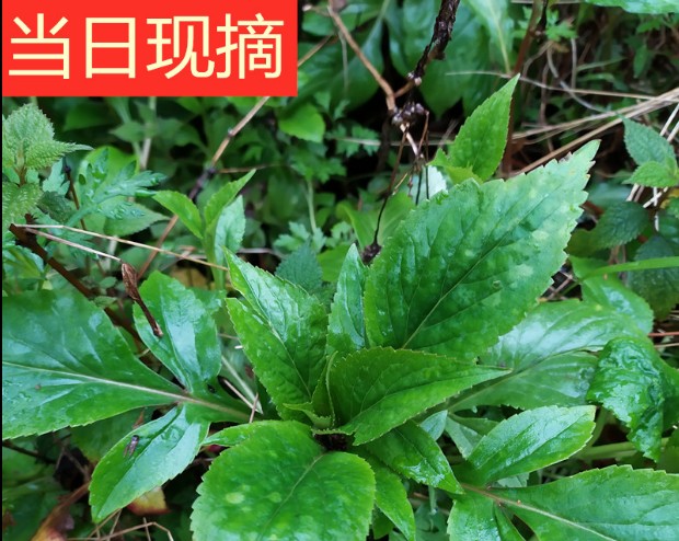 重庆新鲜苦菜苦斋绿色野菜现采现发新鲜2斤包邮野生苦菜