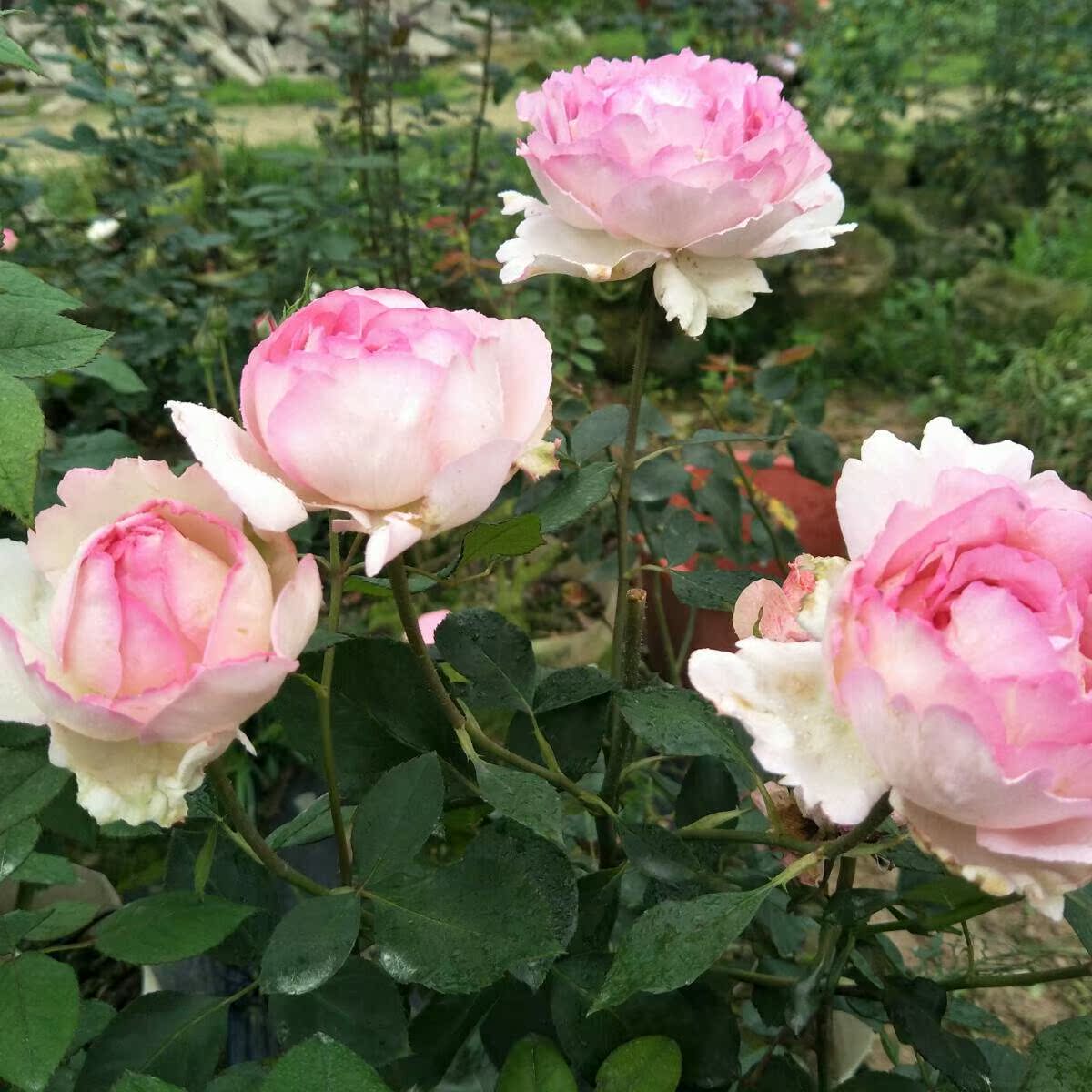 伊芙淑女月季图片