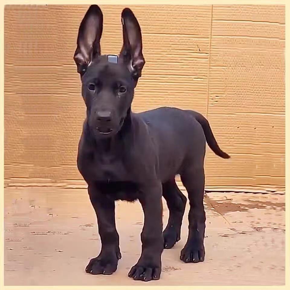 犬幼犬纯黑色中华巨型墨界小军犬家养大狼狗幼崽活体已售0新品淘宝