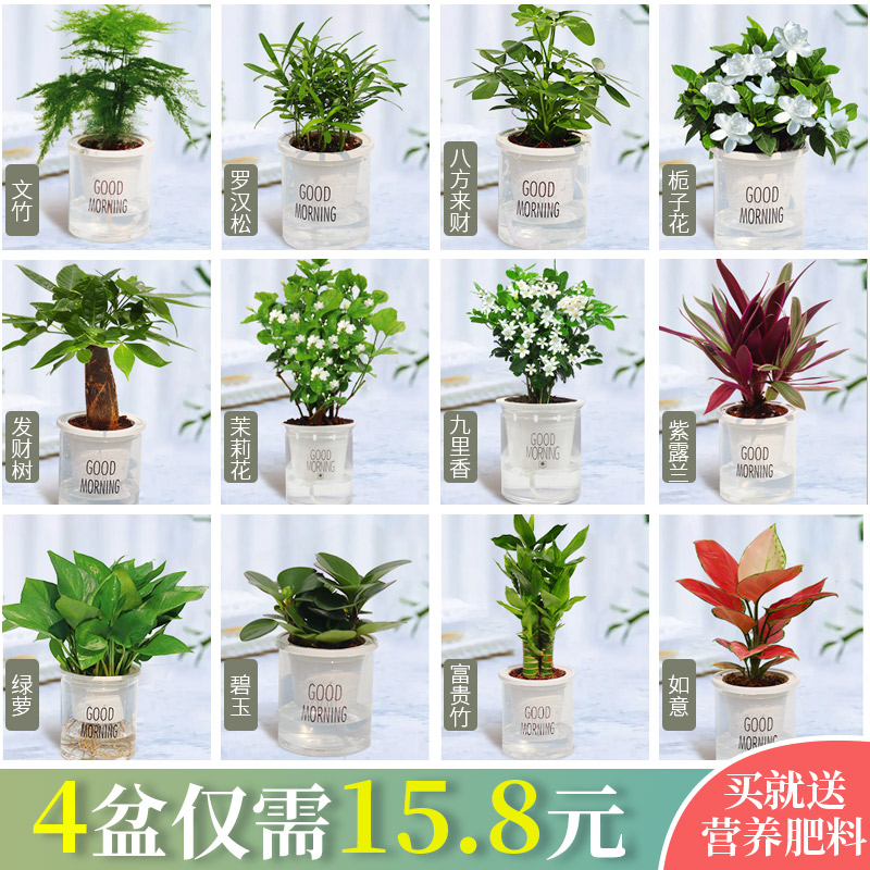 发财树花卉盆栽植物办公室内绿萝吊兰多肉小绿植水培去除甲醛好养