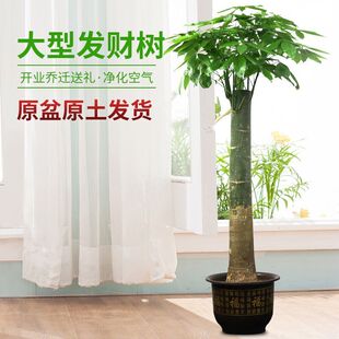 发财树盆栽植物室内四季常青客厅招财大型绿植辫子小苗盆景包邮