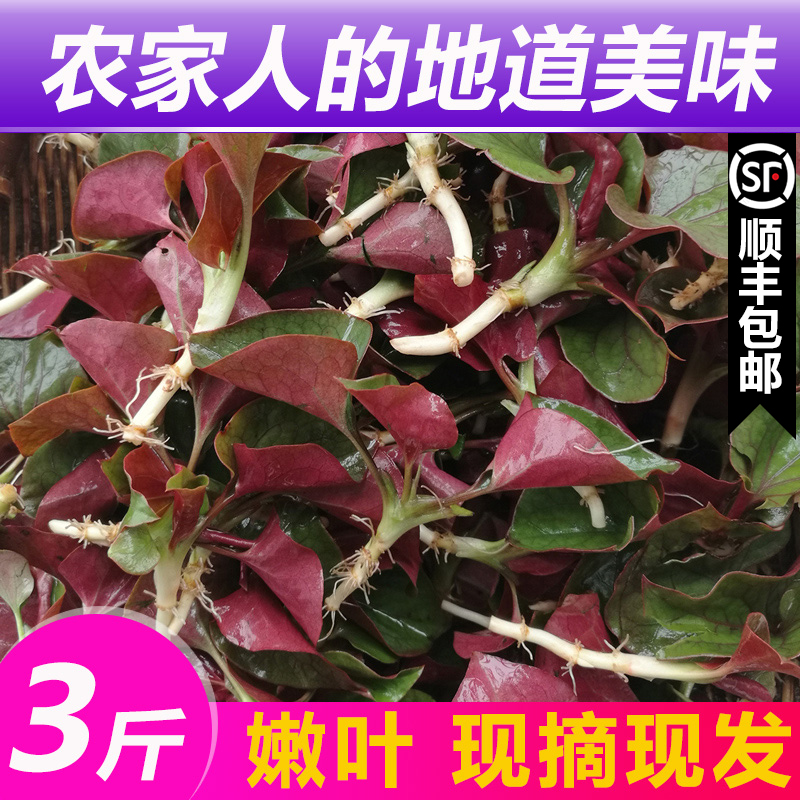 fresh Houttuynia Leaves Zhe Ergen Wild 3 Sichuan Province Star grassin the Traditional nourishing food , Medicinal and Edible Food , Houttuynia category - from Buy2taobao.com to provide professional Taobao agent buy service