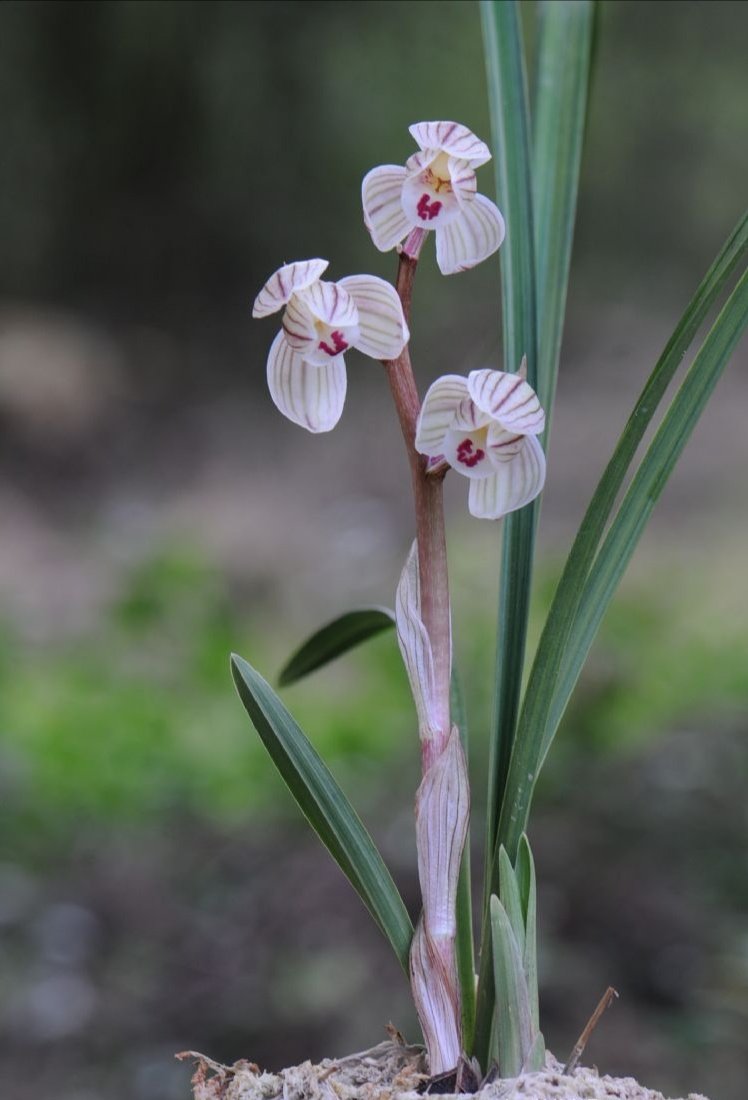 包邮云南自然老种兰花苗 莲瓣兰【荷之冠】浓香绿植花卉园艺盆景